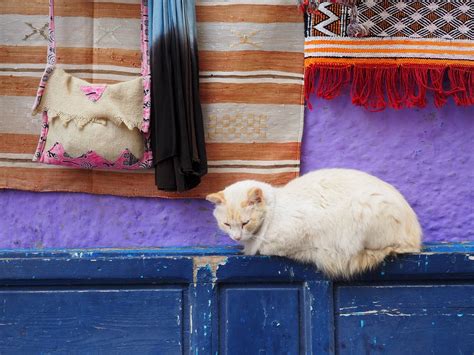 maroc chat belgie